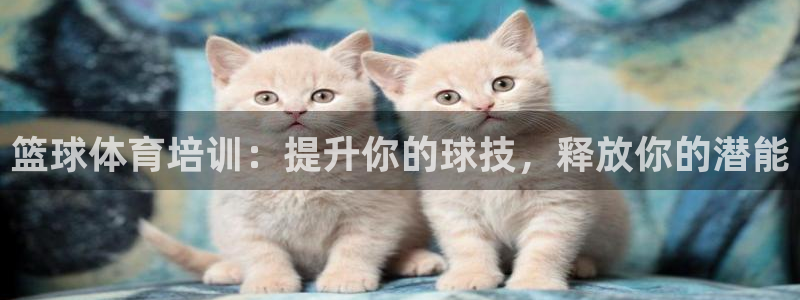 焦点娱乐app下载苹果版官网：篮球体育培训：提升你的