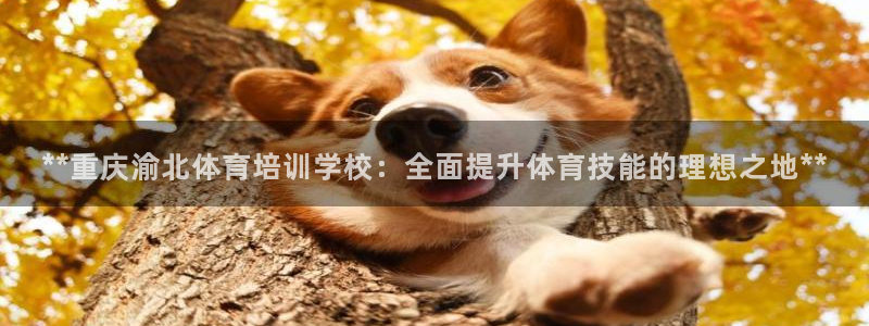 焦点娱乐游戏攻略视频