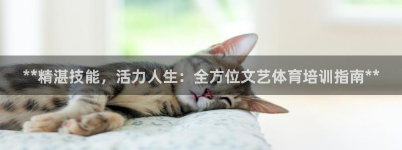 焦点娱乐开发商是谁：**精湛技能，活力人生：全方位文