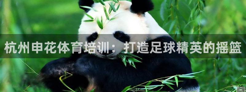 焦点娱乐平台注册账号是什么意思：杭州申花体育培训：打